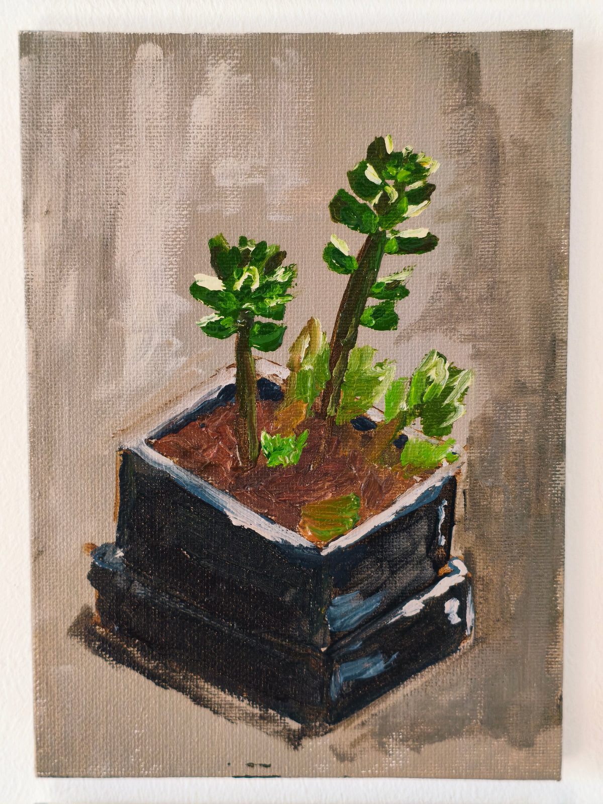 Succulent, 5x7 Inch Original